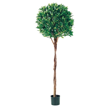 Bay Topiary Green Tree 5ft