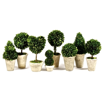 Boxwood Leaf Green Topiary Assorted (Preserved)