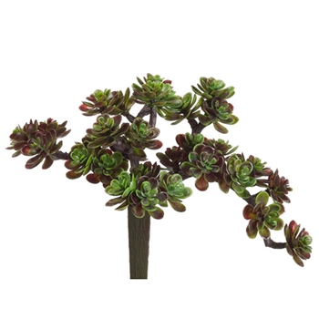 Trailing Burgundy Succulent