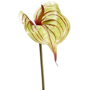 Anthurium 25in