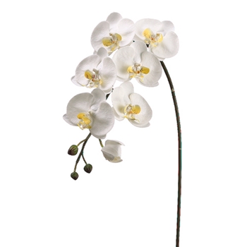 Phalaenopsis Orchid 36in