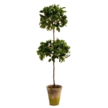 Fiscus Topiary 31in