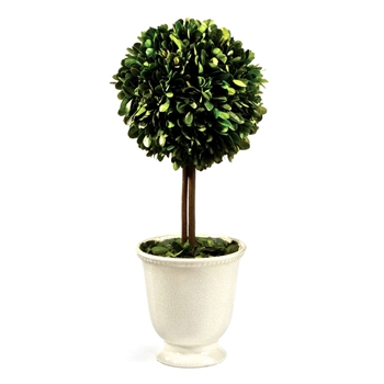 Boxwood Topiary (Preserved) 16in