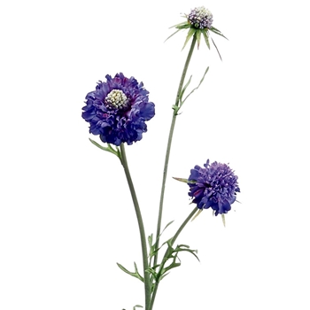 Scabiosa 28in