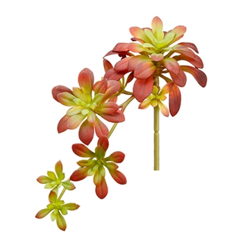 Aeonium 12in