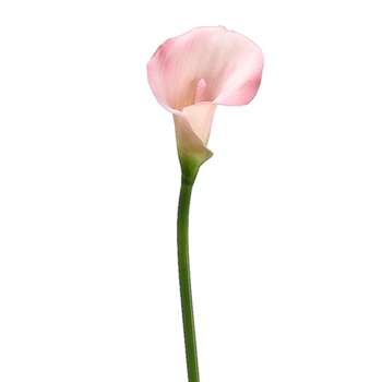 Calla Lily 21in