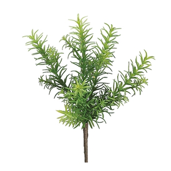 Rosemary Bush 11in