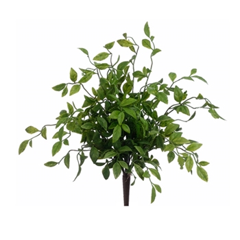 Nanadina Bush 20in