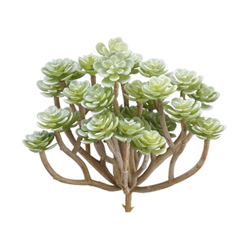 Sedum Bush Celery 6in