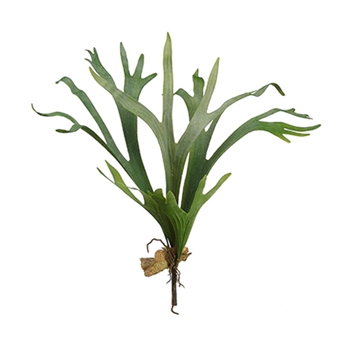 Staghorn Fern 24in