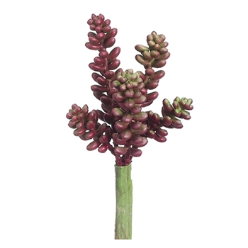 Donkey Tail Succulent 6in