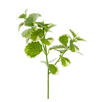 Oregano Leaf 10in