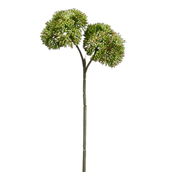 Sedum Seed 14in