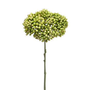Sedum Seed 12in