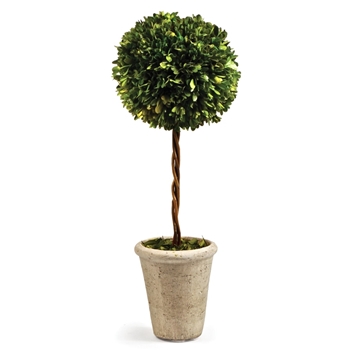 Boxwood Topiary 8W/23H 1Ball