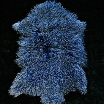 Tibet Mongolian Fur Lapis Blue Pelt 34W/22D