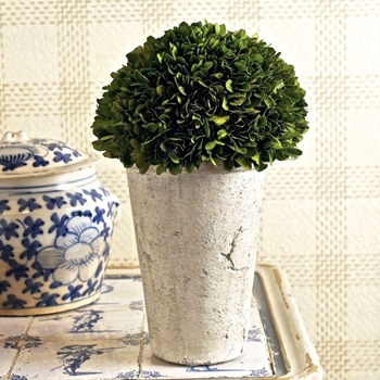 *Boxwood Preserved - Topiary Dome 8W/12H