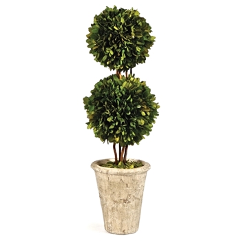Boxwood Preserved - Topiary 2Ball 8W/18H