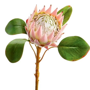 Protea - Petal Pink Open Bloom 26in - HSP005-PK/GR