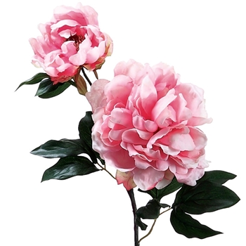 Peony - Bloom 2Head Petal 19in - FSP705-PK