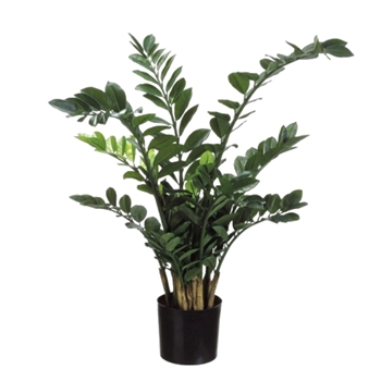 Zamioculcas Plant - 42in Plastic Pot - LPZ457-GR