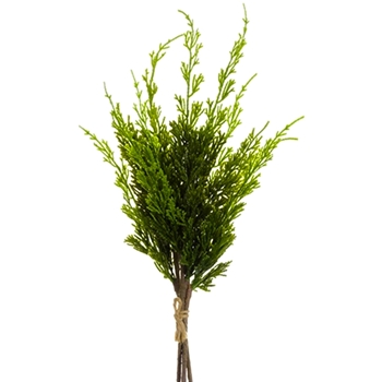 EVS - Cedar - Cypress Bundle Green 16in - YSC505-GR