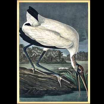 19W/28H Framed Print Audubon Wood Ibis