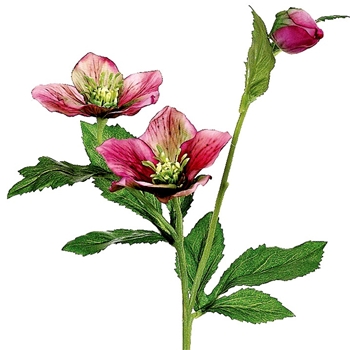 Helleborus - Pink 22in - FSH321-OC