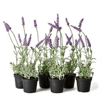 *Lavender - Drop in Pot 3x13H