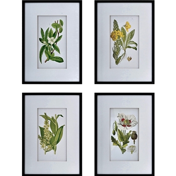 *20W/28H Framed Glass Print - Botanical White Matt