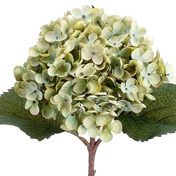 Hydrangea - Celadon 20in - FSH614-GR/GY