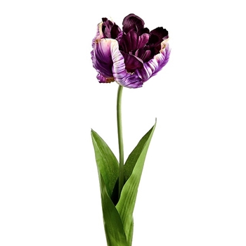 Tulip - Parrot Purple 26in - FST255-PU