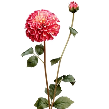 Dahlia - Pom Coral 31IN - FSD291-RO/TT