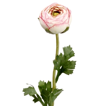 Ranunculus - Bud Petal Pink 20in - FSR901-PK/CR