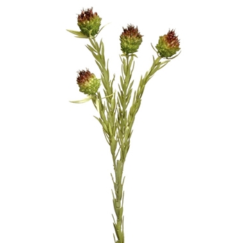 Sedum - Bud Bundle Terracotta Dried 22in - FSA002-GR/BR