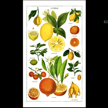 Tea Towel - Citrus 19x32 100% Cotton - Italy