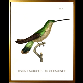 *10W/12H Framed Glass Print Hummingbird #8 Right