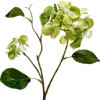 Hydrangea - Kiwi Mini Spray 15in - ZGS068-GR