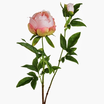 Peony - Classic Budding 26in Petal Pink - FSP102-PK