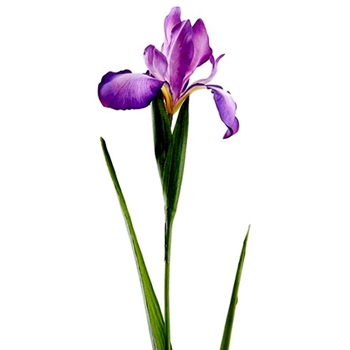 Iris - Dutch 30in Purple - FSI509-PU