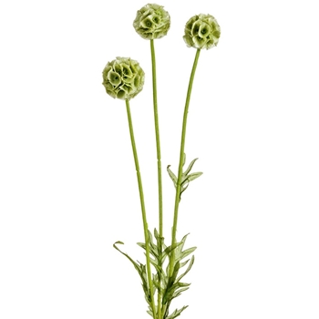 Scabiosa - Celadon 24in 3Pom - FSS024-GR/LT