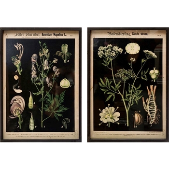 *16W/22H Framed Print - Botanica on Black - Sold Individually