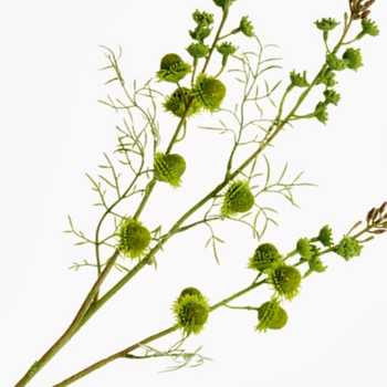 *Blossom - Inula Pom Spray 29in Celery Green - FSI018-YE