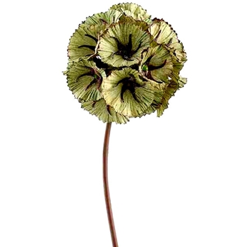 Scabiosa - Globe Olive/Burgundy 23in - FSS223-GR
