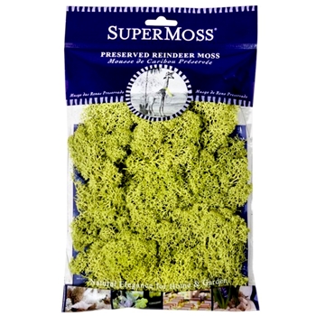 Moss Preserved - Reindeer Chartreuse 4OZ - 10X11IN BAG