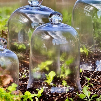 *Cloche - Classic Bell Jar Clear MS 7W/10.5H