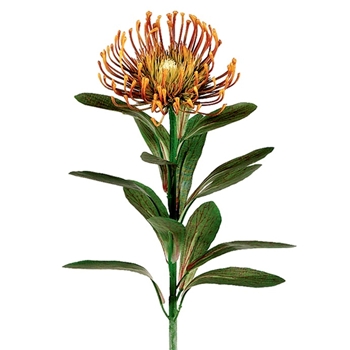 Protea - Blossom Needle Ochre Rust 28in - GTP880-RU