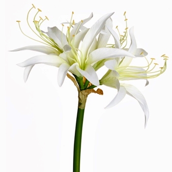 Amaryllis - Spider White 29in FSA753-CR