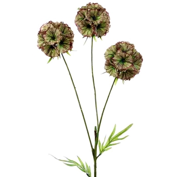 Scabiosa - Kiwi Burgundy 32in 3Pom - FSS322-GR/BU