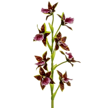 Orchid - Cattleya Plum Burgundy 24in - HSO421-PL/BB